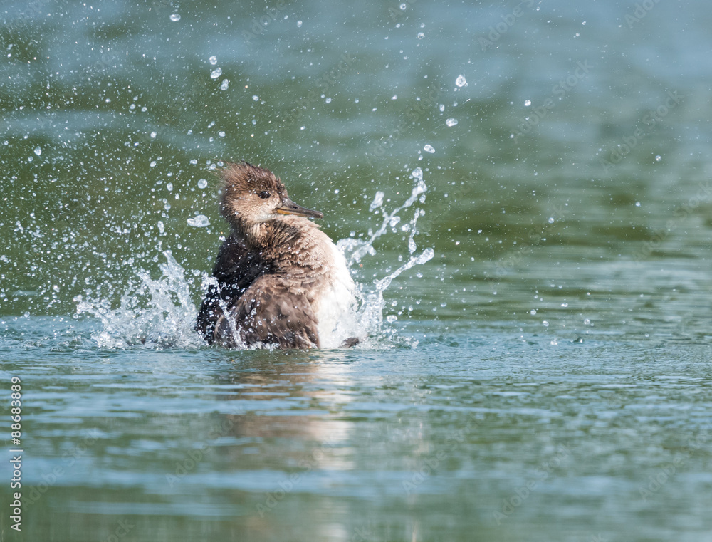 Obraz premium Female Hooded Merganser swimming