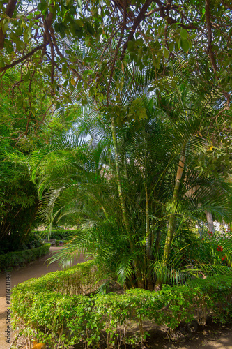 Green palm tree between the vegetation of a park
