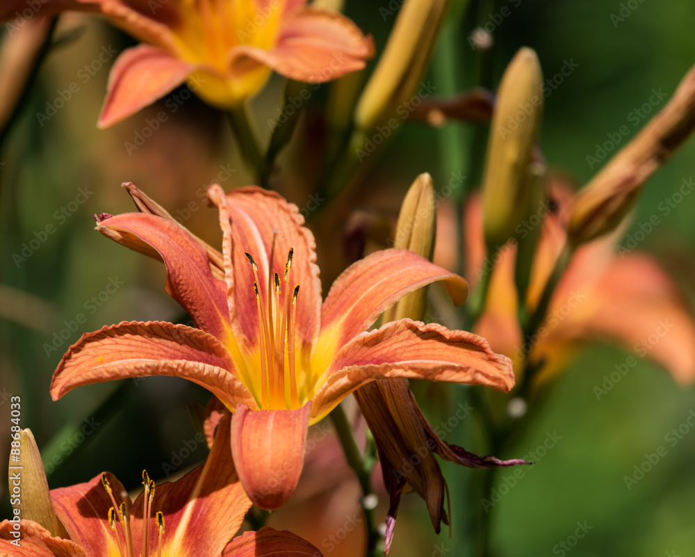 Orange Lilies Orange Lilies