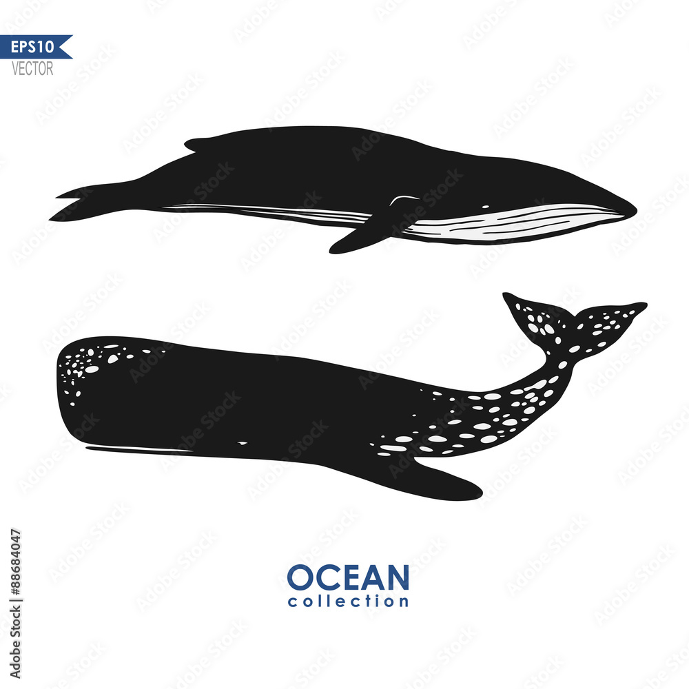 Obraz premium marine mammals: cachalot and big blue whale