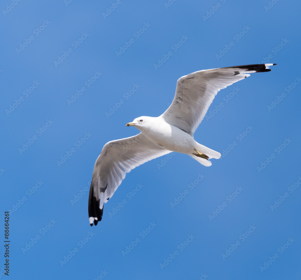 Obraz premium Great Black-backed Gull in Flight on Blue Sky