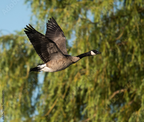 Canada Goose in Flight © FotoRequest