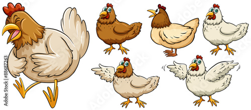 Obraz na plátně Farm chicken in different poses