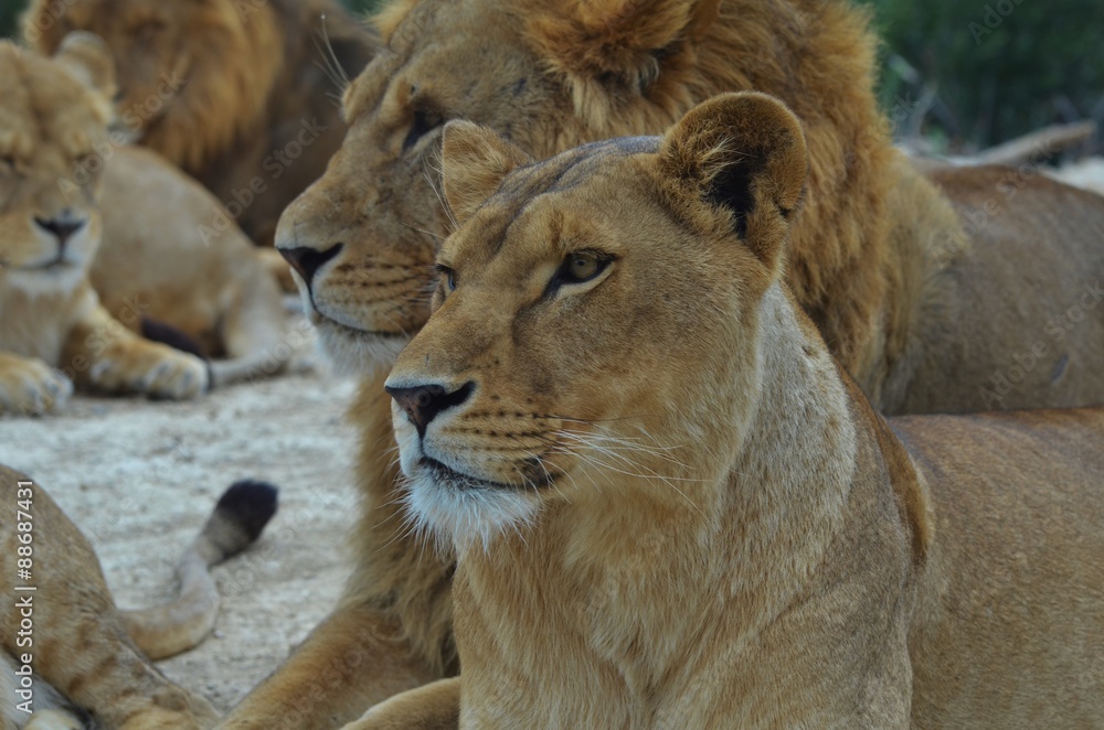 Obraz premium Lionne