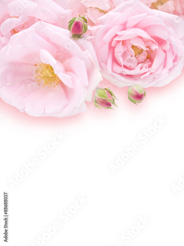 Pale pink roses bouquet