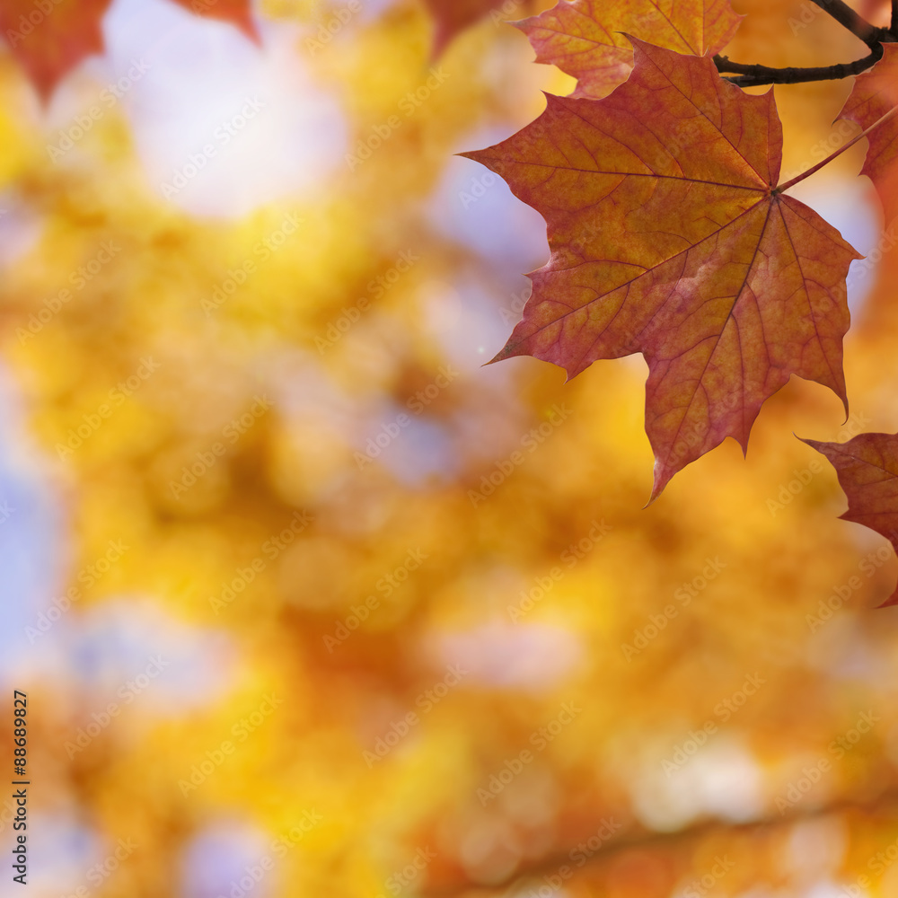 Autumn Leaf Background