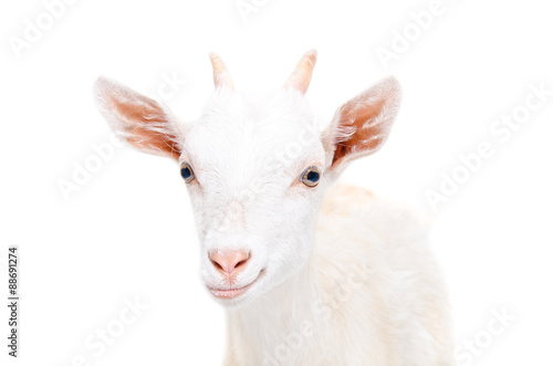 Portrait of a smiling young goat 