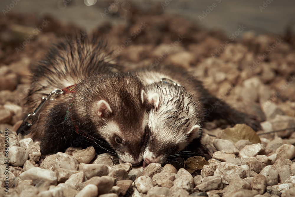 Ferret sisters posing on gravel beach near lake for pet portraits Ferret sisters posing on gravel beach near lake for pet portraits