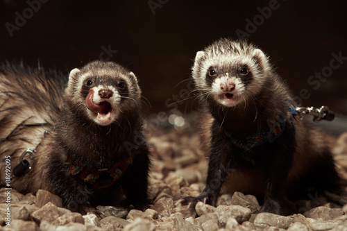 Ferret sisters © Couperfield