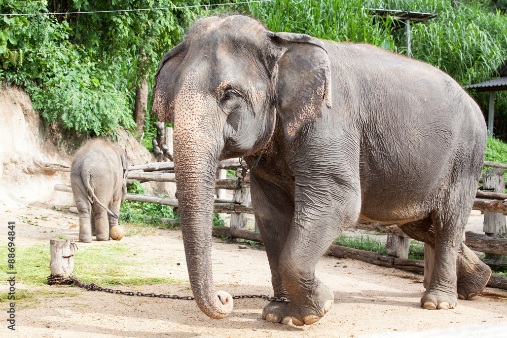 Fototapeta premium thai elephant
