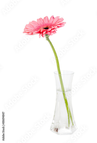 Flower pink gerbera in a glass vase