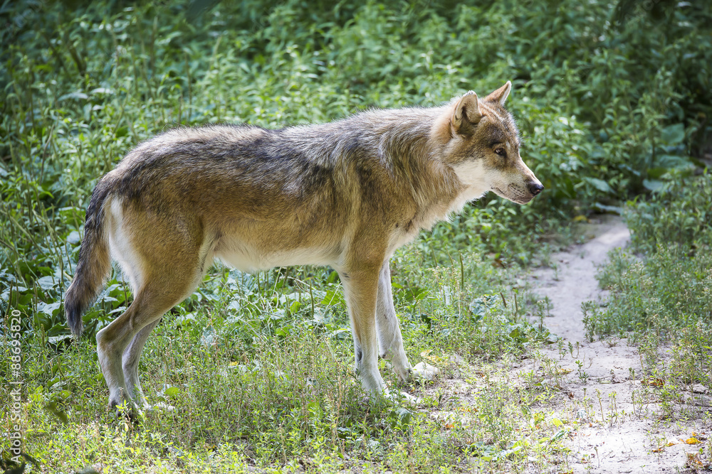Loup Gris Loup Gris