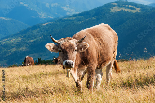 Fototapeta Naklejka Na Ścianę i Meble -  red cow looks into camera, over summer grassland 
