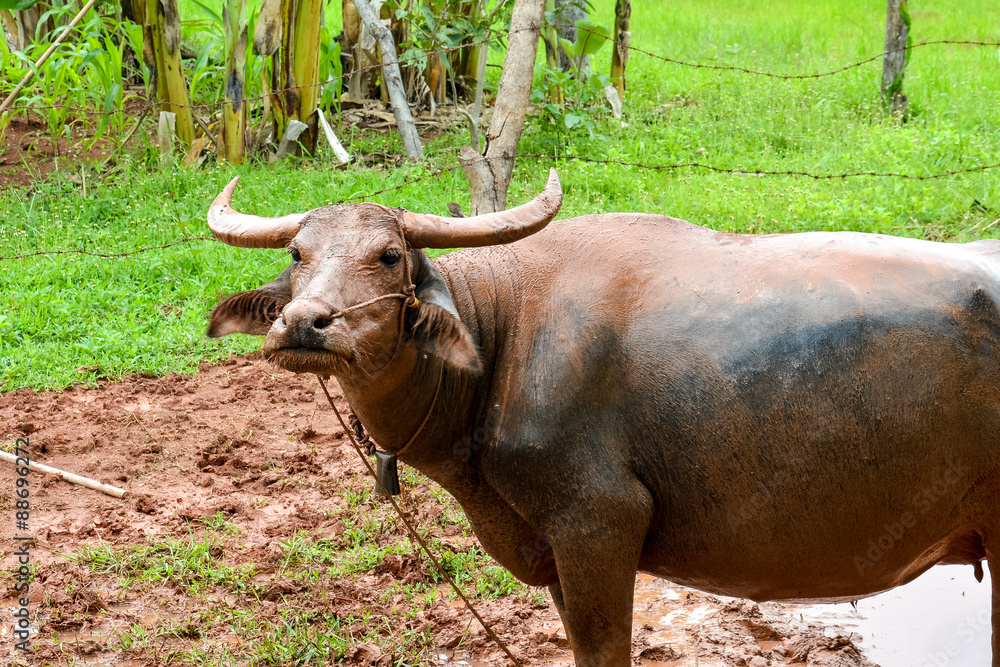 Fototapeta premium Thai buffalo