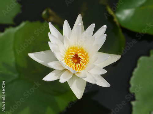 Lotus flower 10