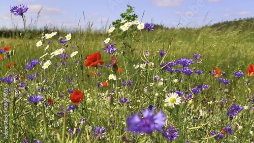 different blossoming wild flowers at the field
