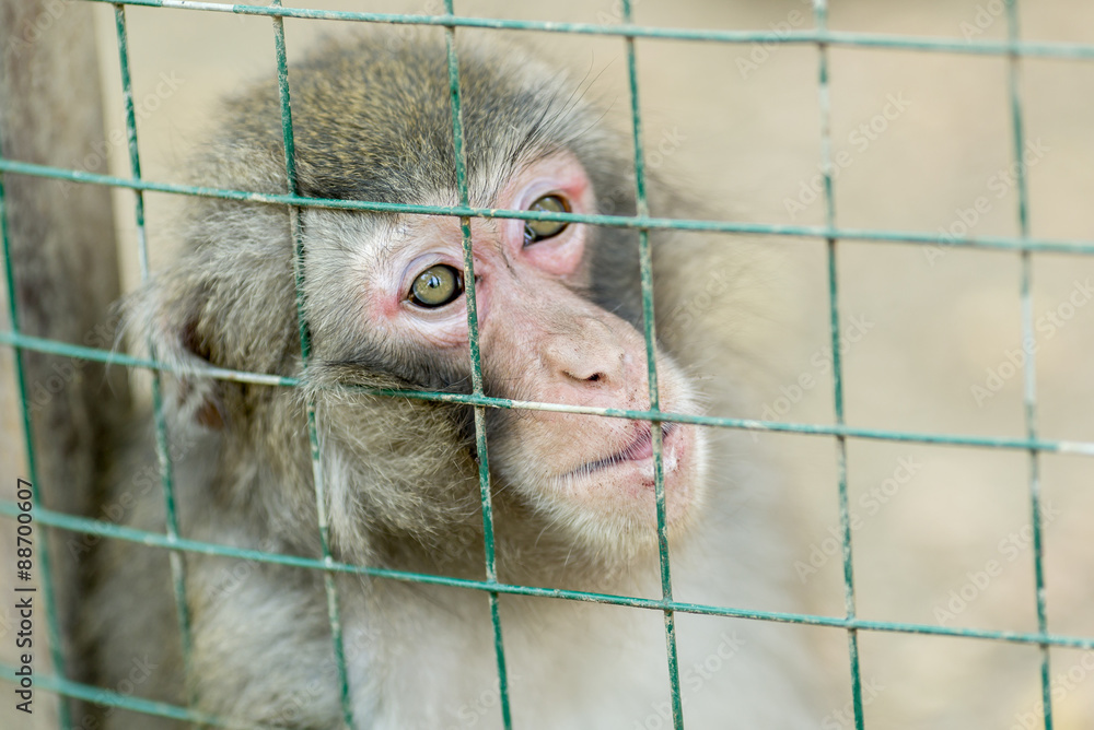 Naklejka premium Portrait of a monkey sitting in a cage. 