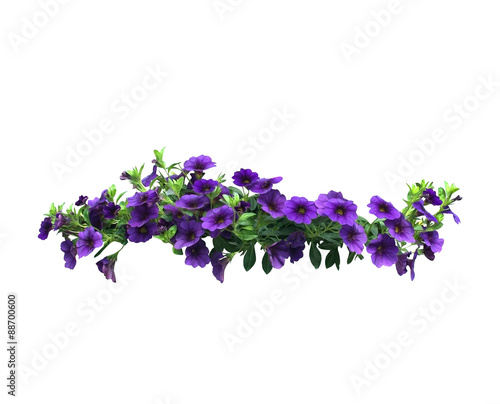Petunia flowers hanging basket