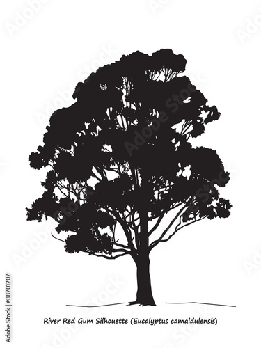 Eucalyptus camaldulensis or River Red Gum Silhouette