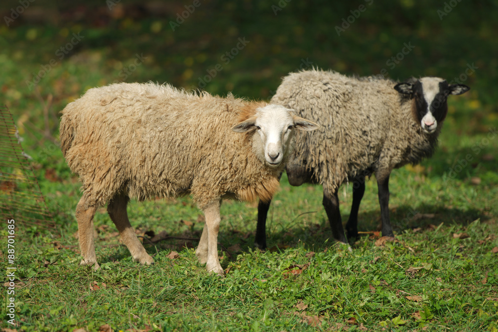 Fototapeta premium sheep in the village eat grass