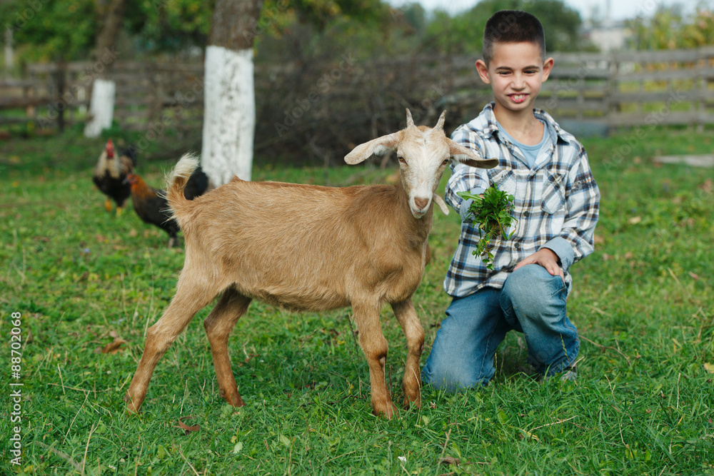 little boy feeding goat in the garden little boy feeding goat in the garden