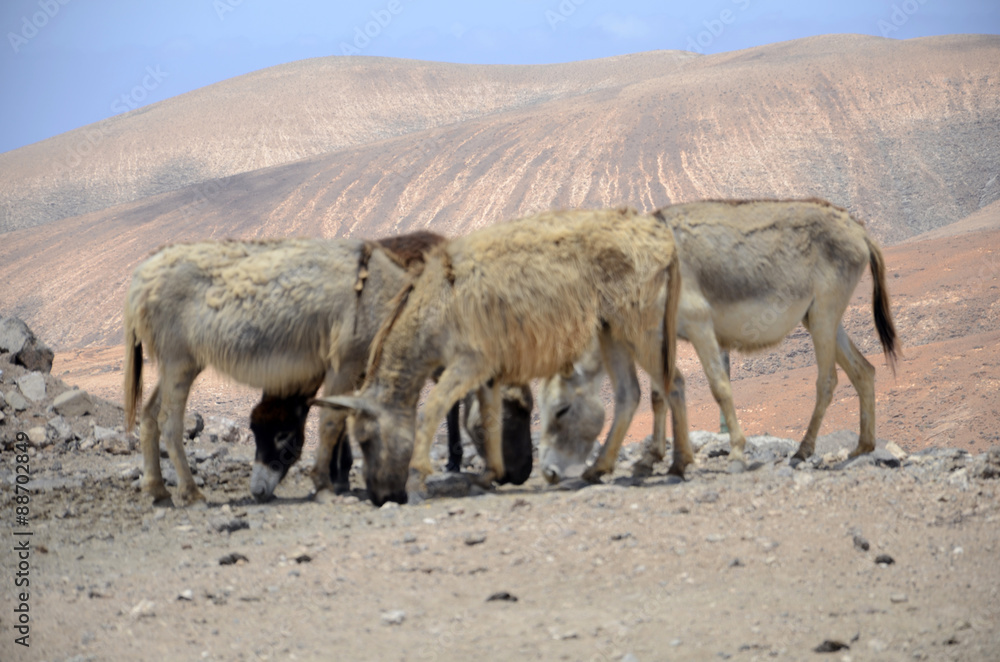 Fototapeta premium Safari off road à Fuerteventura