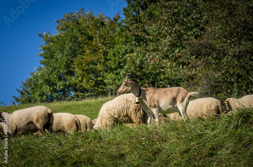 flock of sheep grazing on green pasture