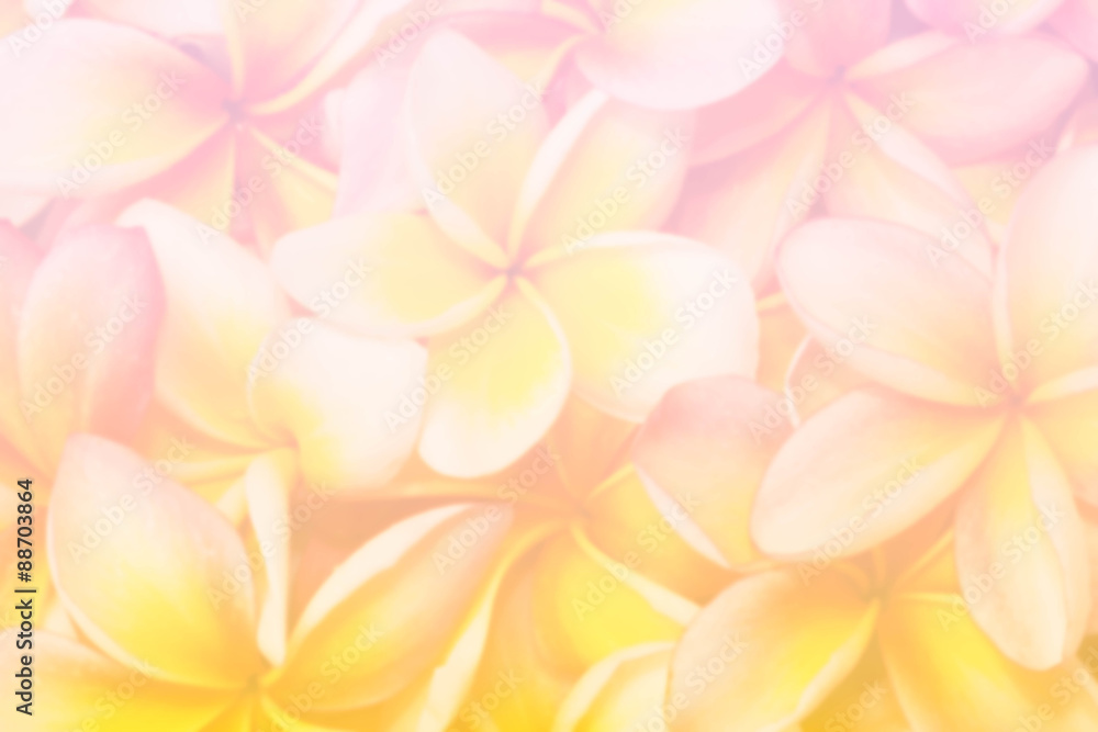 Frangipani flower close up blur and soft background