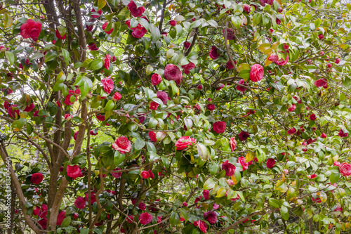 Flower camellia japonica