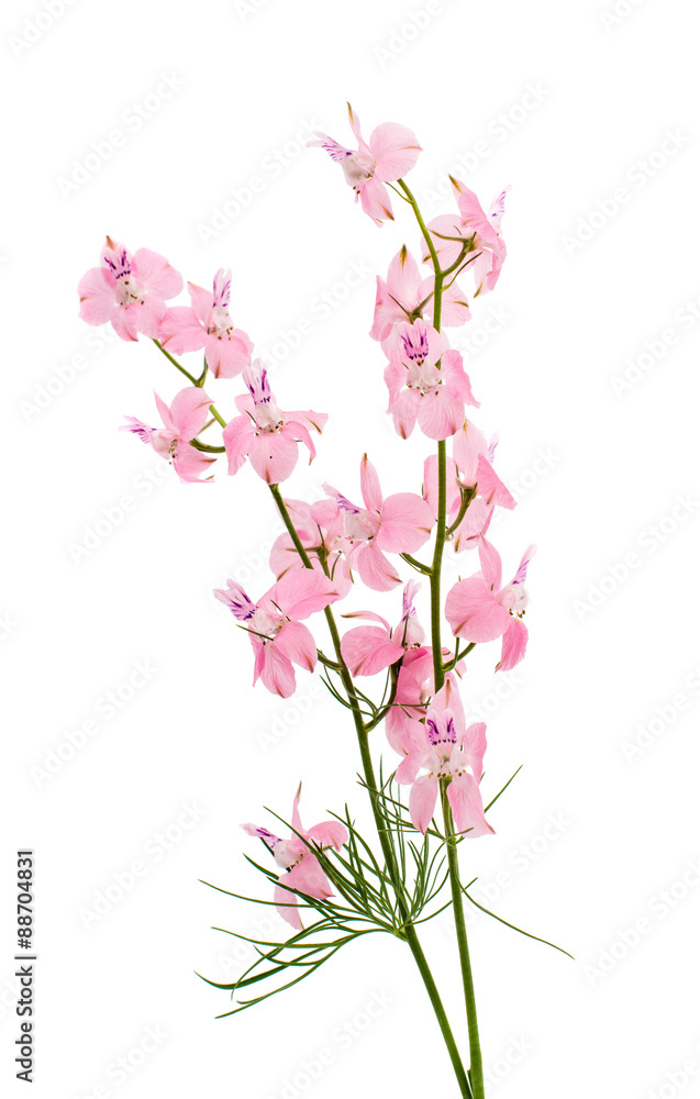 Wild flowers isolated Wild flowers isolated