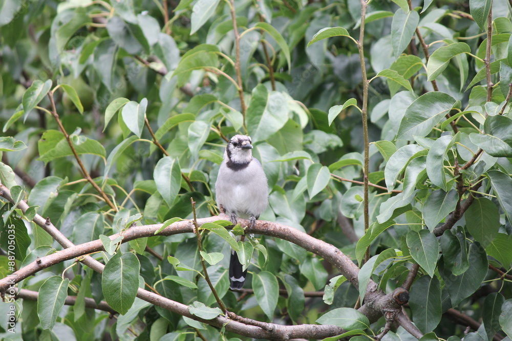 Blue Jay (Cyanocitta cristata) perched on a branch of an old pear tree. Blue Jay (Cyanocitta cristata) perched on a branch of an old pear tree.