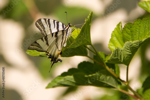 White butterfly on the branch of a bush  #88705608