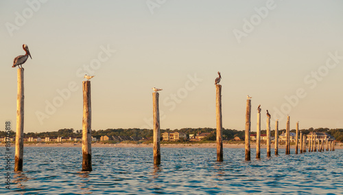 Birds on Pylons