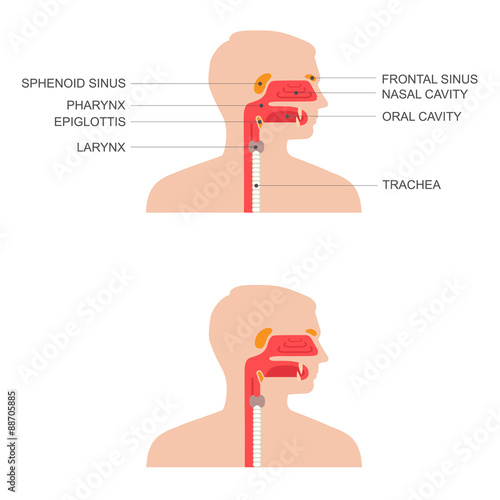 nose, throat anatomy, human mouth, respiratory system