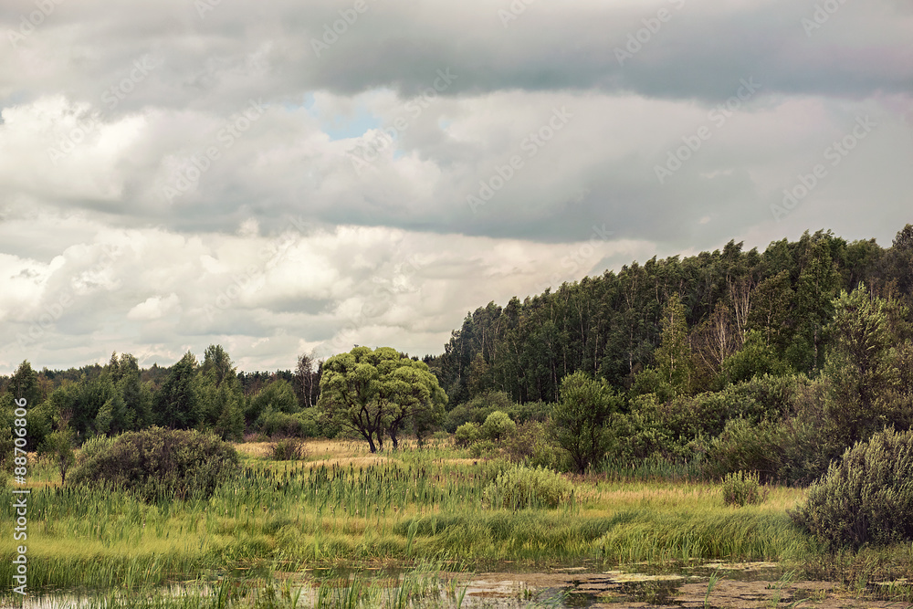 summer swampy forest landscape with cloudy sky