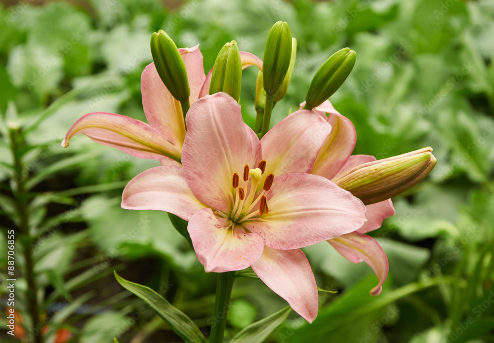 Flower of pink lily