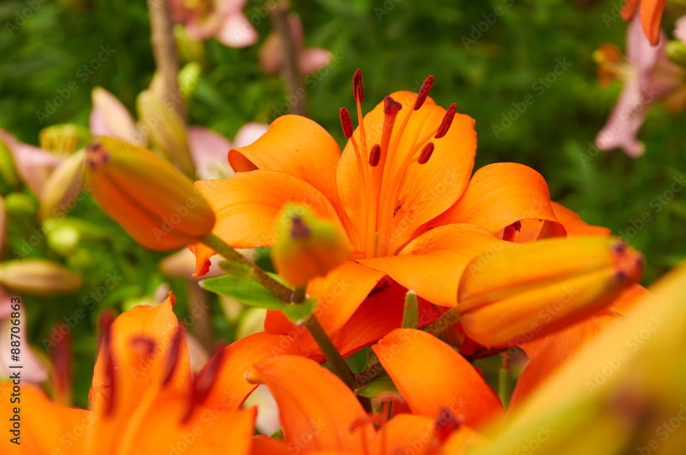 Bright orange lily flowers Bright orange lily flowers