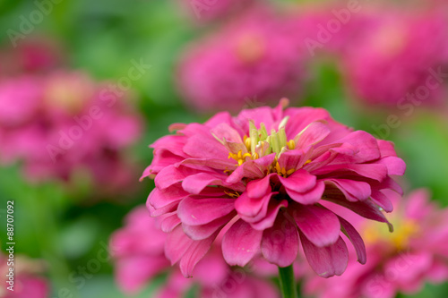 pink Zinnia Flower © prextimize