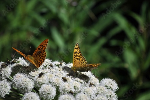 incontro di farfalle photo