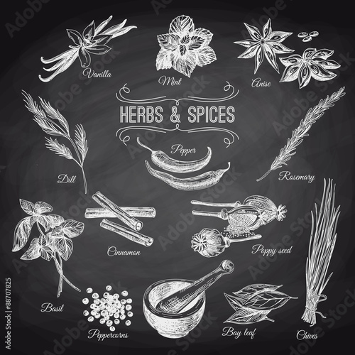 Vector hand drawn set with Herbs Spices. Vintage illustration. 