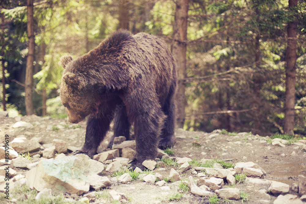 Predatory brown grizzly bear in the wild world Predatory brown grizzly bear in the wild world
