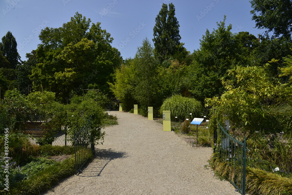 L'une des allées entourée de verdure exceptionnelle du Jardin Botanique de Bordeaux