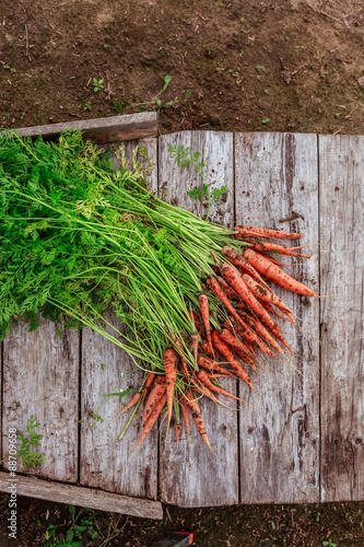  bundle of dirty carrot on wooden planks background