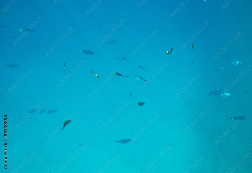 Mediterranean fish in turquoise water Mediterranean fish in turquoise water