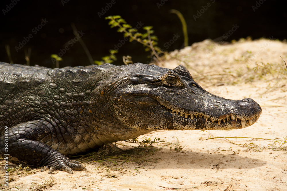Obraz premium Cayman at the side of a river in the Pantanal, Brazil 