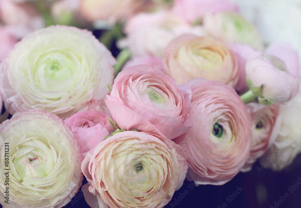 Pink ranunculus bouquet. Selective focus image , soft colors Pink ranunculus bouquet. Selective focus image , soft colors