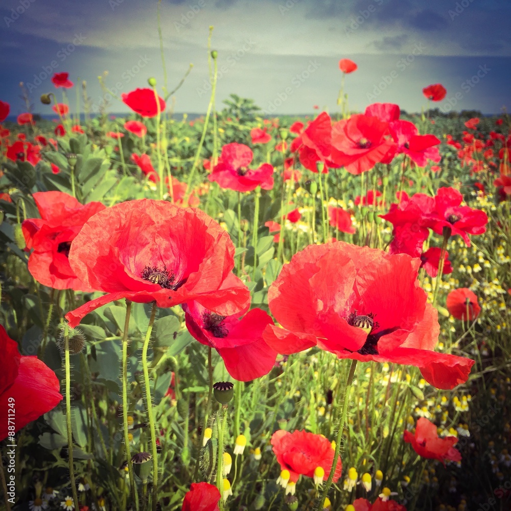 Fototapeta premium poppy field