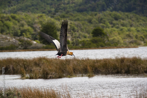 Ibis wading in Tierra del Fuego, Ushuaia, Argentina 