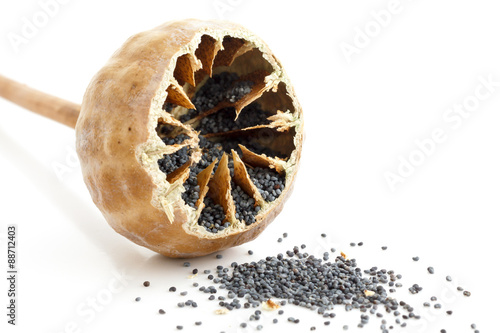 Single cut open poppy seed pod with seeds spilling out on white.