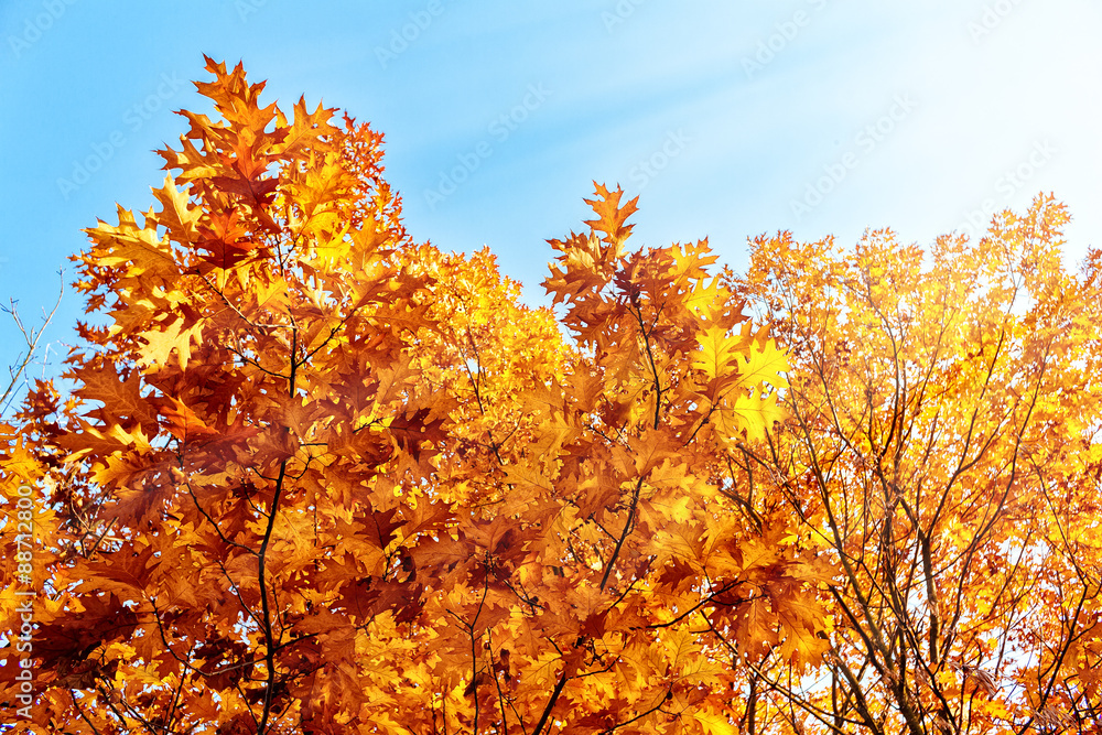 Autumn background Autumn background